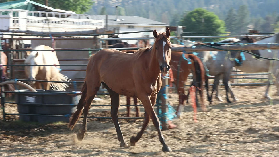 videof of sale horses00912166.mp4