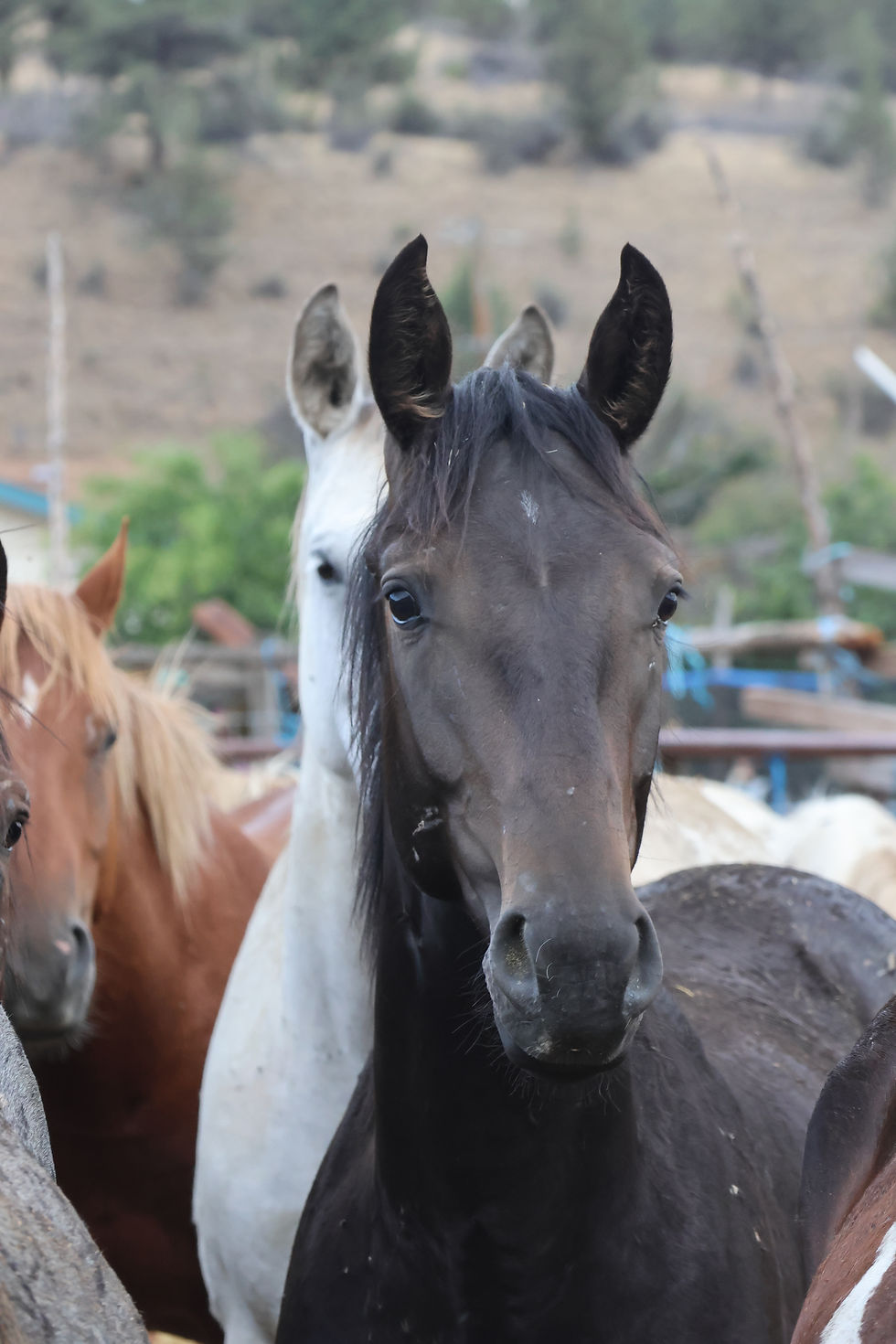 Close-up of a dark bay horse with a white and a chestnut horse behind it at a ranch corral.