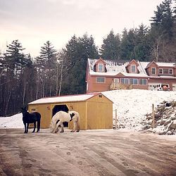 Black and white horses beside yellow shed, large house on snowy hillside.