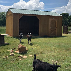 Three black goats near a wooden shed with green roof on grass.
