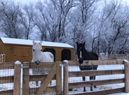 White and dark horses behind a wooden fence in snowy winter scene.