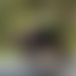 Turkeys and Riding on a the Back of a Jaguar