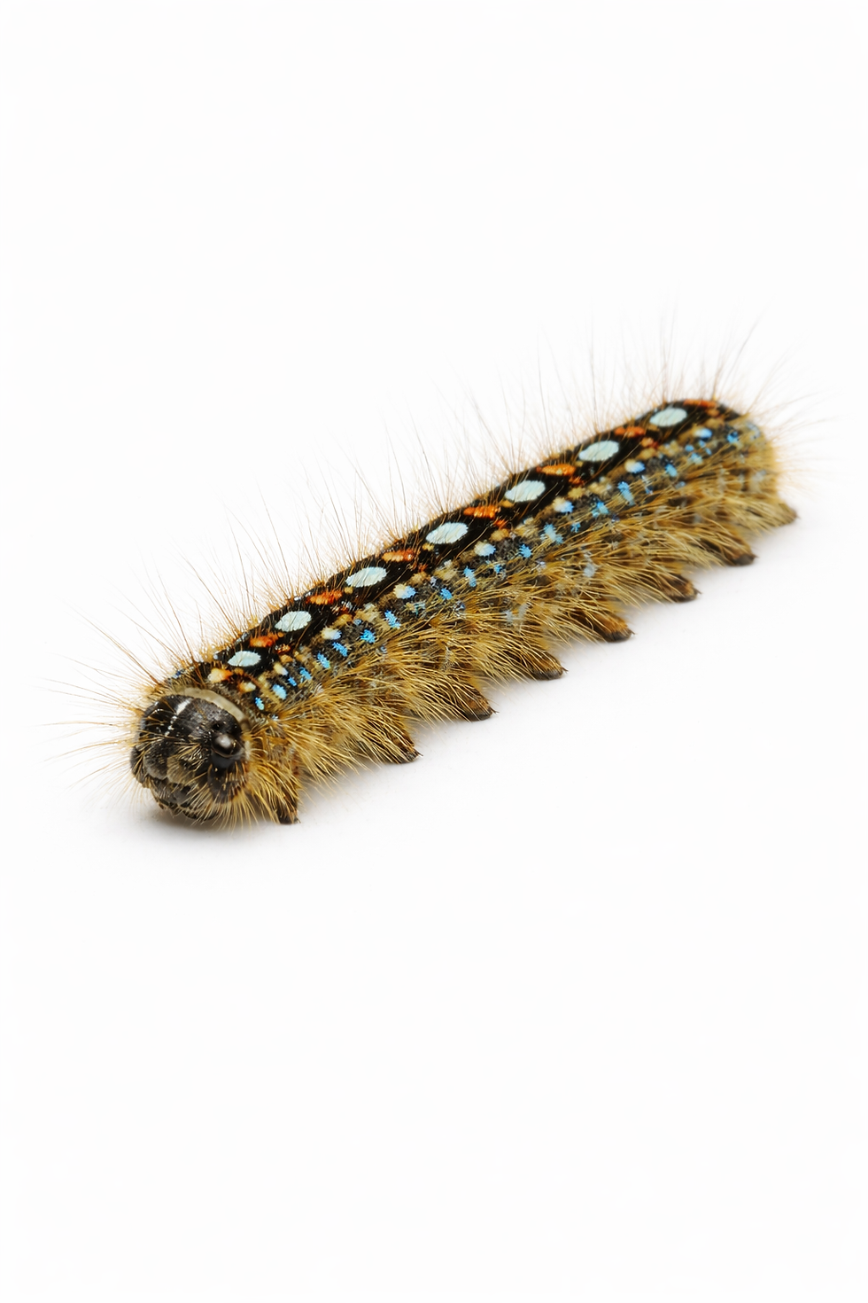 Fuzzy caterpillar with brown, blue, and orange markings