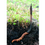 Miniature : CORDYCEPS HERICIUM (358)