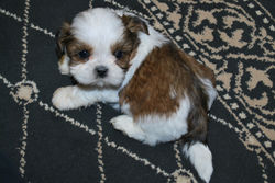 Griswold at 5 weeks old!