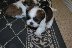 Charlie at 5 weeks old!