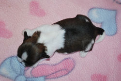 Jovi at 10 days old!
