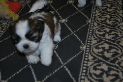 Lucy at 7 weeks!