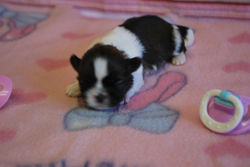 Jovi at 10 days old!
