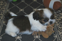 Charlie at 7 weeks!