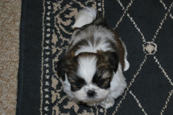 Lucy at 7 weeks old!