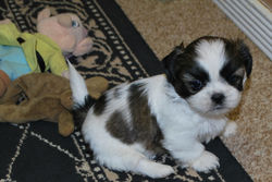 Lucy at 7 weeks!
