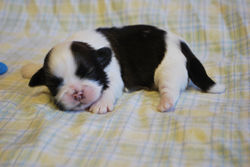 Charlie at 10 days old!