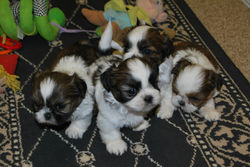 Jovi, Lucy, Charlie, Griswold at 5wk