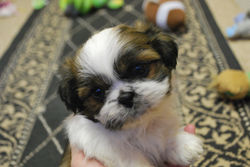 Charlie at 7 weeks!