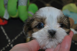 Griswold at 5 weeks old!