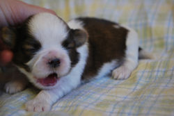 Griswold at 10 days old!