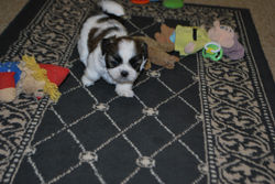 Lucy at 7 weeks!