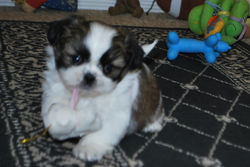 Lucy at 7 weeks old!