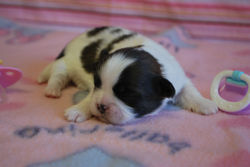 Lucy at 10 days old!