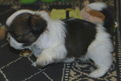 Charlie at 5 weeks old!