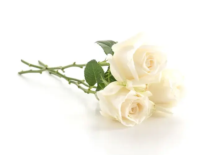 white-rose_edited.webp