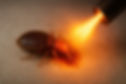 Bedbug dead topaz-standard v2-2x.jpeg