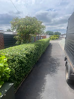 tree surgeon in cannock.jpg