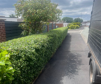 Learn how often different types of hedges should be cut, the best times of year for maintenance and how regular trimming keeps hedges healthy, attractive and easier to manage.