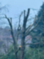 Finished Cherry tree crown reduction in Burntwood