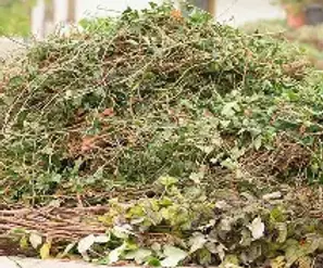 Got hedge cuttings to dispose of? Learn about garden waste bins, recycling, composting and professional green waste removal from Dragonfly.