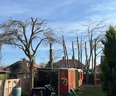 When should a tree be pruned? Learn the best time to prune different trees, why timing matters and when professional tree pruning may be needed.