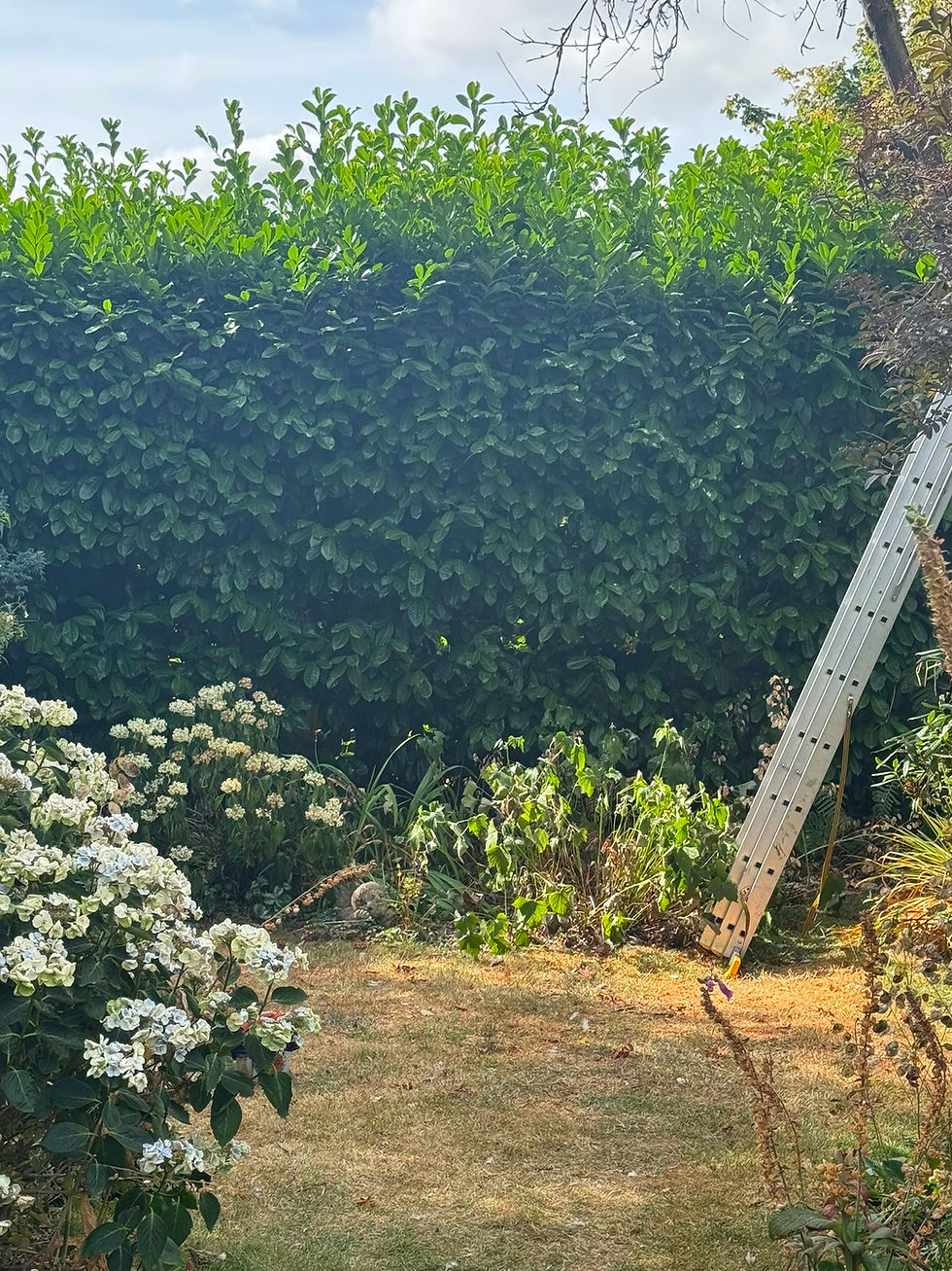 Before laurel hedge trimming Lichfield.jpeg