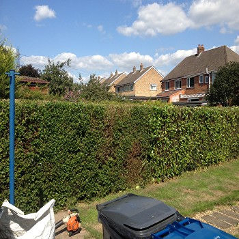hedge-trimming-lichfield.jpg.jpg