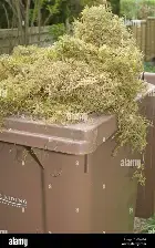 Over filled Garden Waste Bin.webp