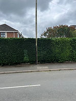 tree surgeon in cannock.jpg