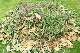 tree surgeon in cannock.jpg