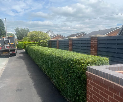 Learn how to keep your hedge healthy throughout the year with regular trimming, watering, feeding and professional maintenance. Advice from Dragonfly Tree & Garden Services.
