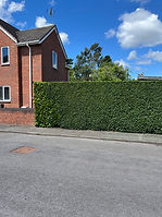 tree surgeon in cannock.jpg