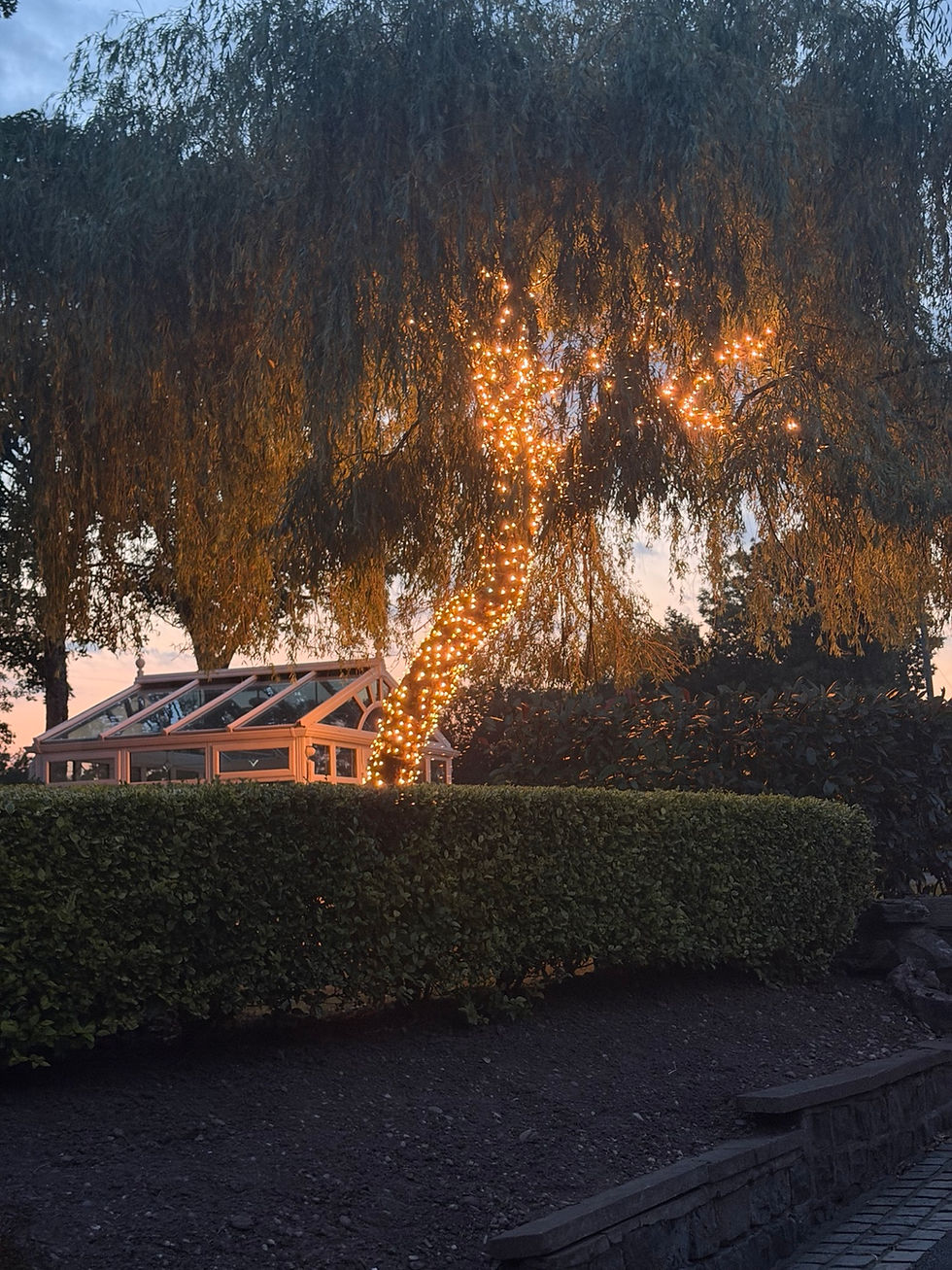 Tree light installation Cannock 2
