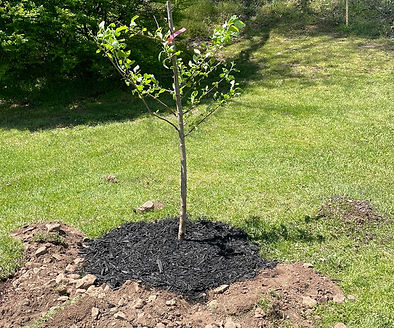 Learn how to care for a newly planted tree, including watering, mulching, staking and early maintenance to encourage healthy growth and long-term success.
