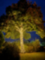 Outdoor Tree light installers