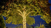 tree light installation cannock.jpg