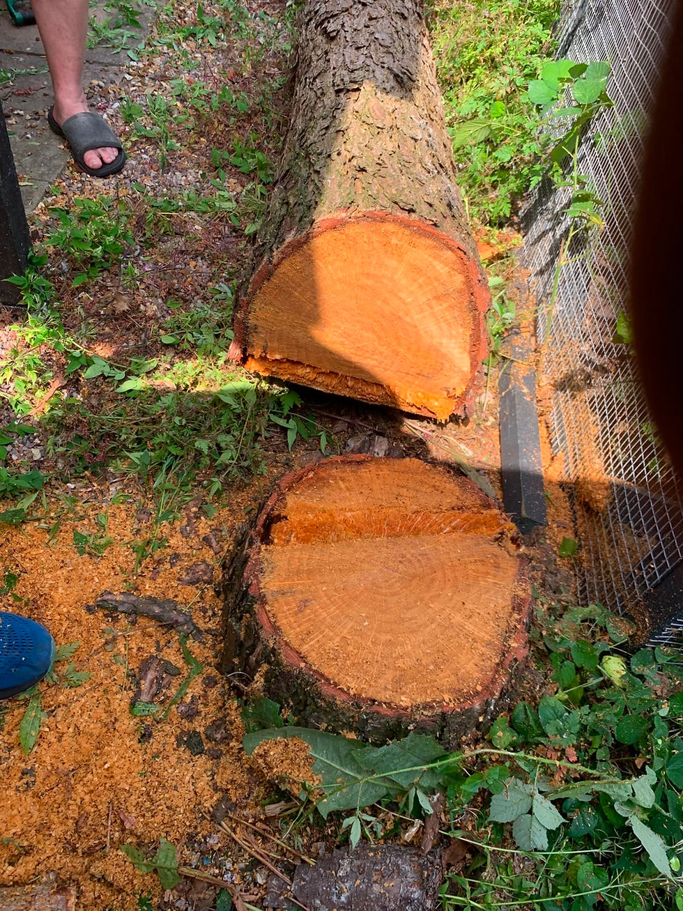 Felled rotten Pine Tree Cannock.jpeg