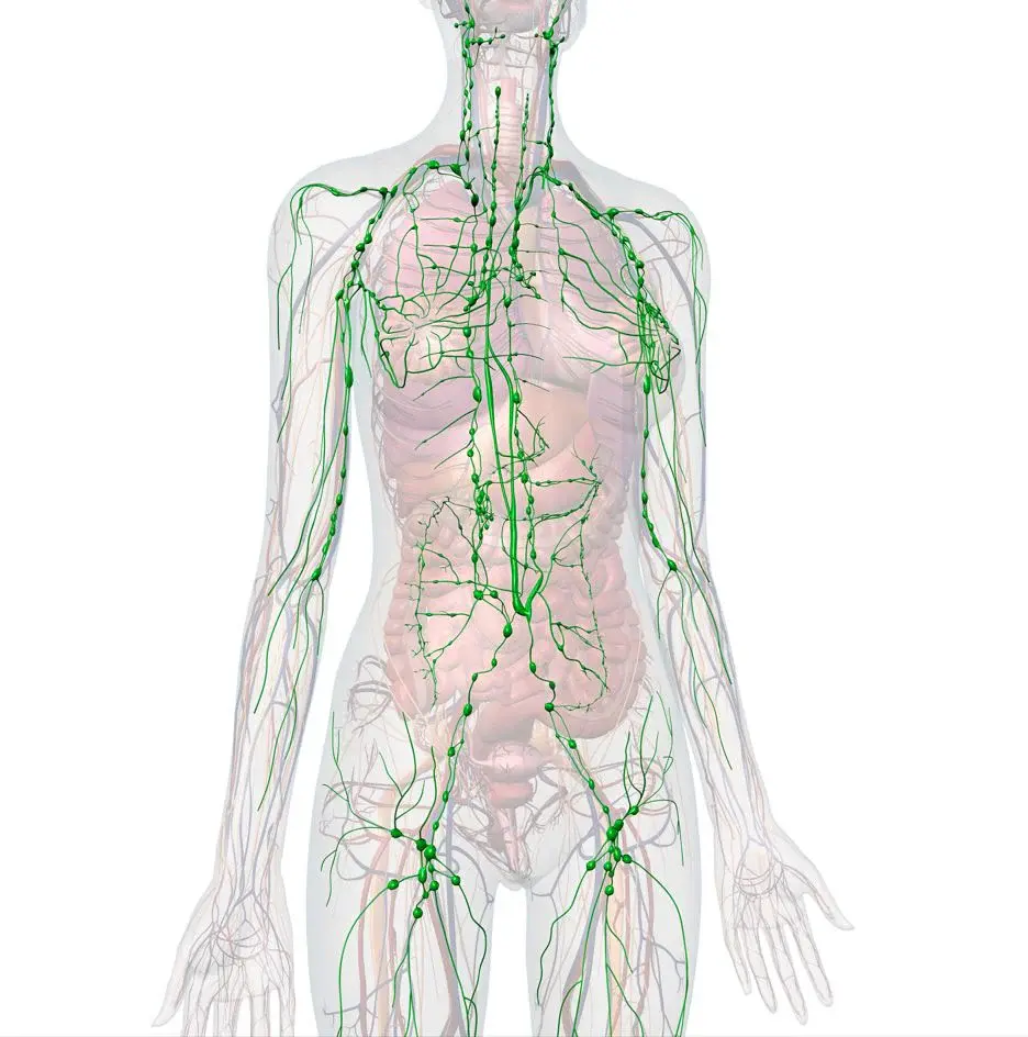 Lymphatic System