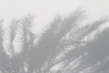 PALM TREE SHADOW 2_edited.jpg