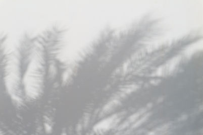 PALM TREE SHADOW 2_edited.jpg