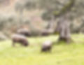 PORCS IBERIQUES ESPACE JABUGO_edited.jpg