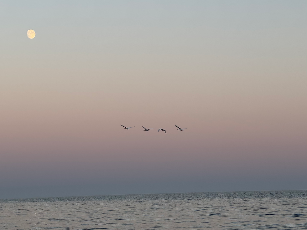 Evening at Darlington Beach