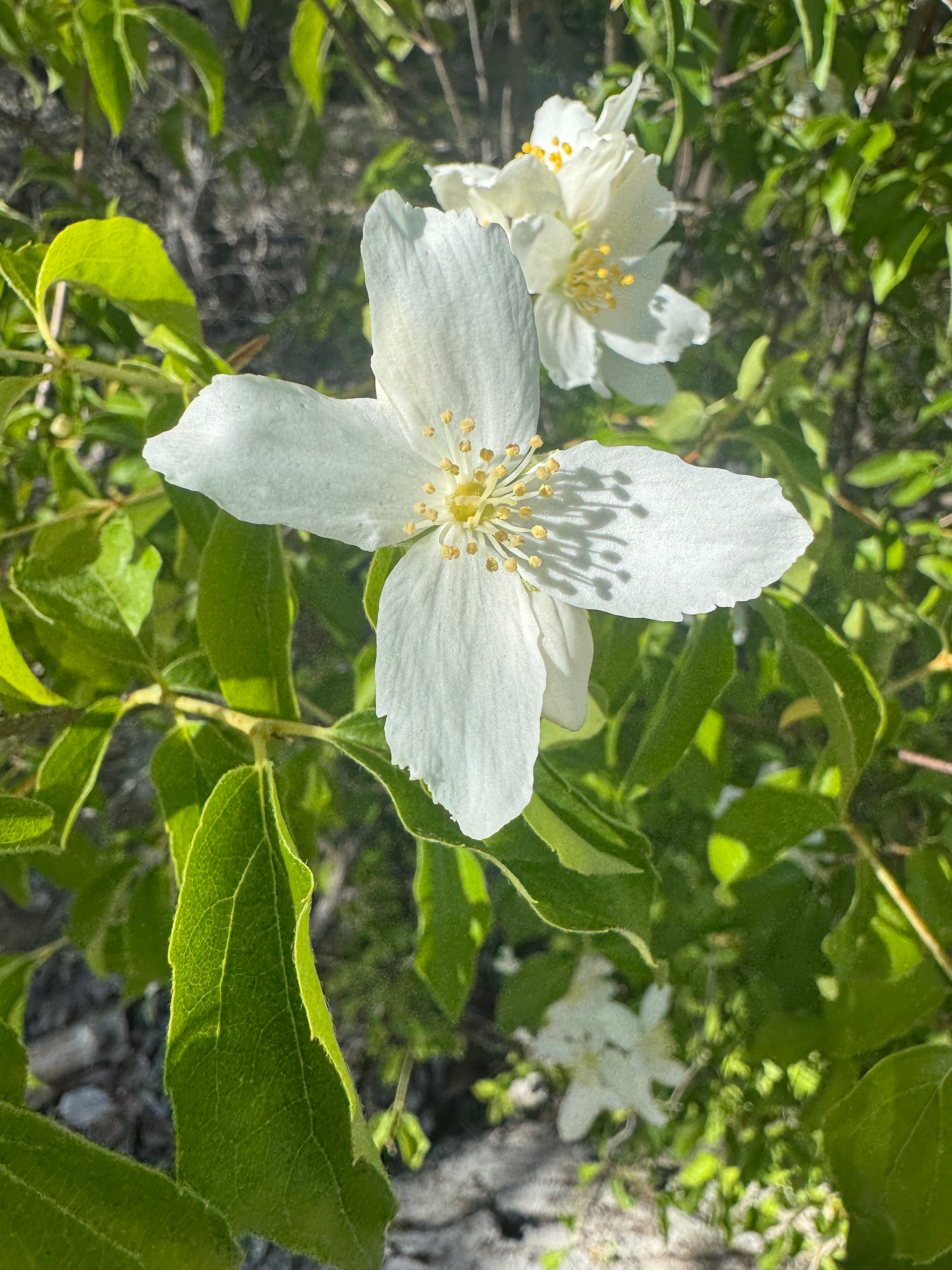 Mock Orange or Indian Arrowwood - beautiful sent 